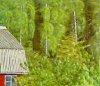 Дачный дом на фоне леса. Картон, масло, 35х40. 2004.